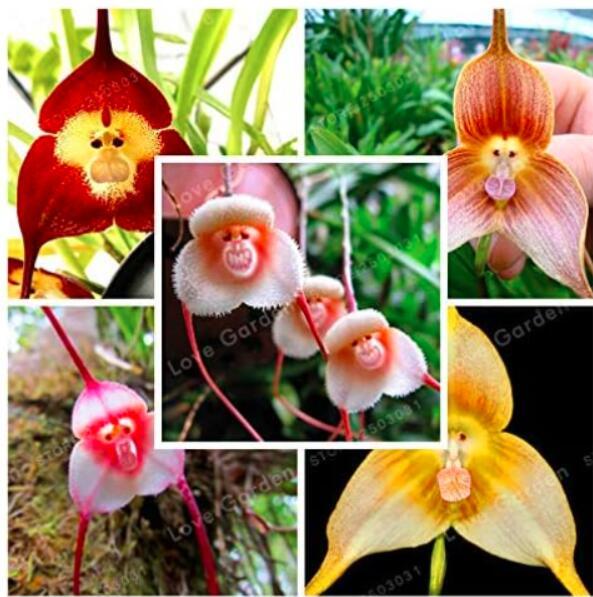 Rare Monkey Face Orchid Seeds, Mixed