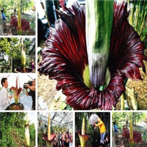 Beautiful Corpse Flower of Indonesia, Mixed