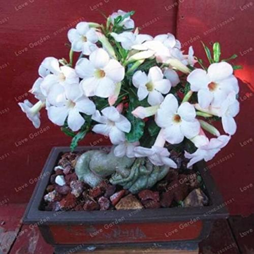 White Desert Rose Seeds