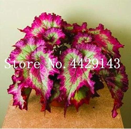 Rare Begonia Seeds, Colorful