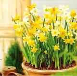 True Color Mixing Narcissus Bulbs,Daffodil Bulbs Bonsai