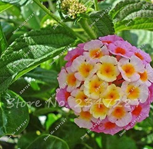 Multi Color Lantana Camara Plant Rare Perennial Gorgeous Flower Seeds
