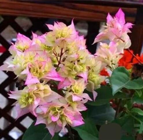 Bougainvillea Colorful Bougainvillea Flower Seeds