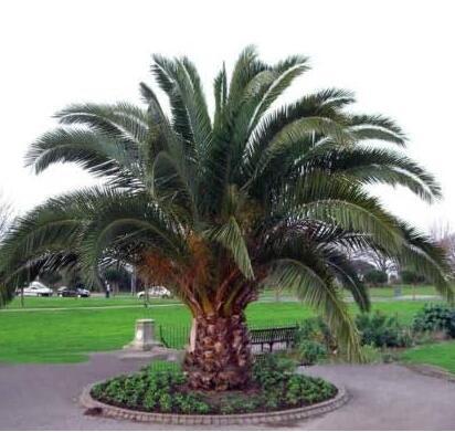 Phoenix Canariensis Hardy Canary Islands Date Palm Seeds