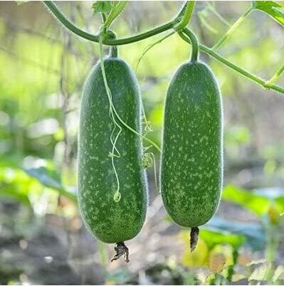 VegetableWinterMelonSeedWaxGourd(AsianVegetable)