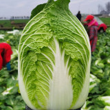 'Dongchu 18 Jin' Autumn Chinese Cabbage Seeds, Winter Storage Sauerkraut Cabbage, Hearted Cabbage