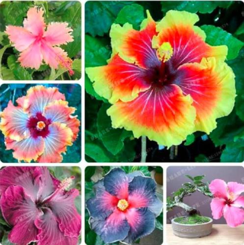 HIBISCUS ROSA-SINENSIS Flower Seed, Mixed