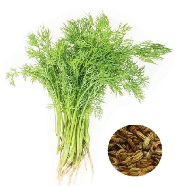 PerennialHerbPlantFreshandGreenOrganicBonsawithASpecialSpicyVegetable