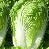 'Dongchu 18 Jin' Autumn Chinese Cabbage Seeds, Winter Storage Sauerkraut Cabbage, Hearted Cabbage