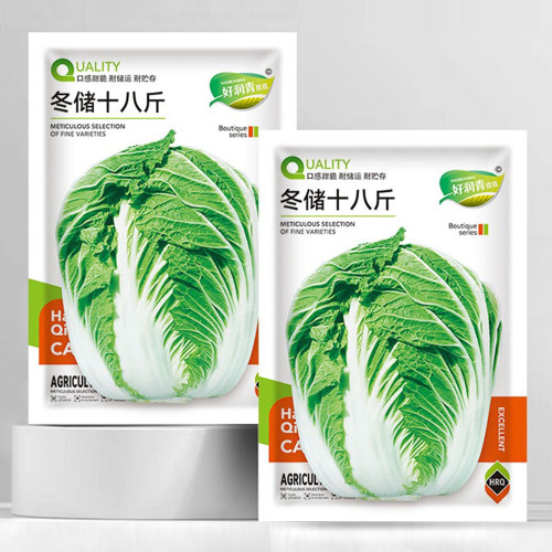 'Dongchu 18 Jin' Autumn Chinese Cabbage Seeds, Winter Storage Sauerkraut Cabbage, Hearted Cabbage