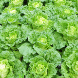 'Dongchu 18 Jin' Autumn Chinese Cabbage Seeds, Winter Storage Sauerkraut Cabbage, Hearted Cabbage