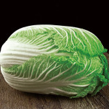 Premium Winter Cabbage Seeds - 85-Day Growth, Disease-Resistant, Short Cylindrical Leaf Balls, Ideal for Hotpot & Storage