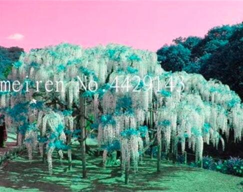 Wisteria Tree Seed, White Blue Flowers
