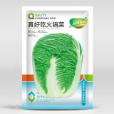 Premium Winter Cabbage Seeds - 85-Day Growth, Disease-Resistant, Short Cylindrical Leaf Balls, Ideal for Hotpot & Storage