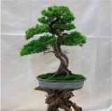 Thunbergii Seed Black Pine Seed Tree Potted Plants