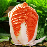 'Fire Phoenix' Hybrid Chinese Cabbage Seeds, Orange-Red Heart Autumn Vegetable, Premium Fall Harvest Napa Cabbage