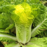 'Golden Egg Yolk' Chinese Cabbage Seeds | Early Maturing, Cold-Resistant, Yellow-Hearted Variety for Fall Planting