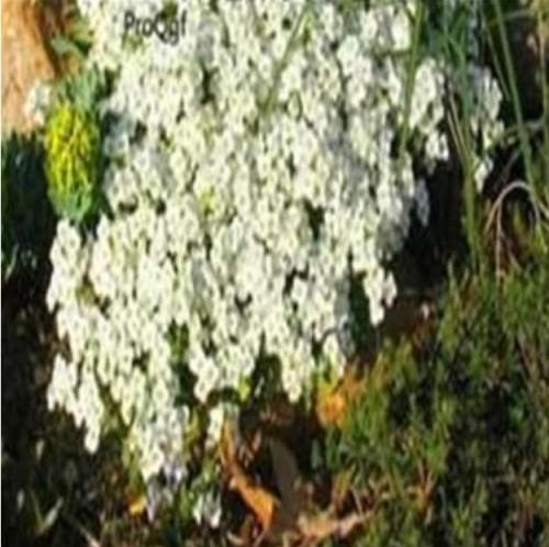 Rock Cress Creeping Thyme Ground Cover Seeds, White