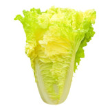 'Golden Egg Yolk' Chinese Cabbage Seeds | Early Maturing, Cold-Resistant, Yellow-Hearted Variety for Fall Planting