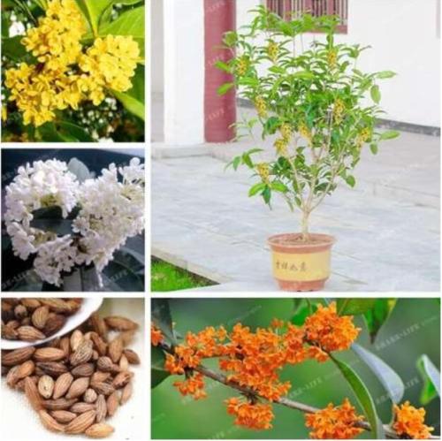 Osmanthus Fragrans Seed Charming and Fragrant Sweet Olive Tree Seeds, Mixed