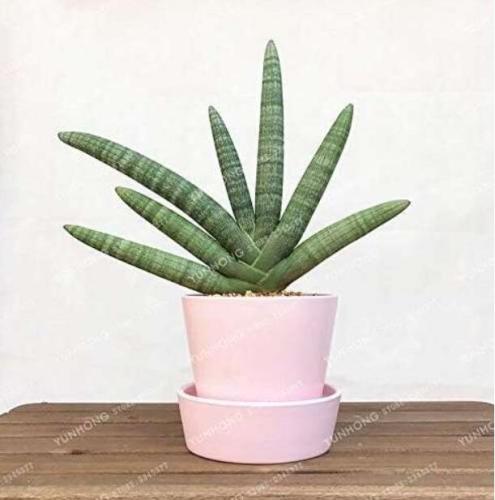 Sansevieria Trifasciata Seed Potted Balcony Office Plant Pots Indoor Plants Perennial Seeds