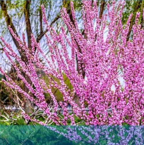 Flowering Plum Prunus triloba Tree Seed Outdoor Garden Flowering Plum Flower