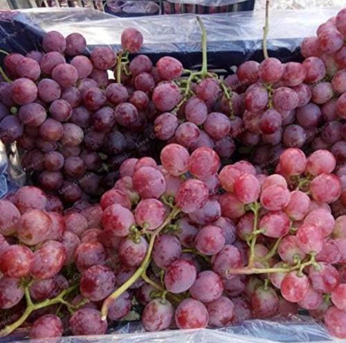 Sweet Red Grape Seeds, Advanced Fruit Seed Natural Growth Grape