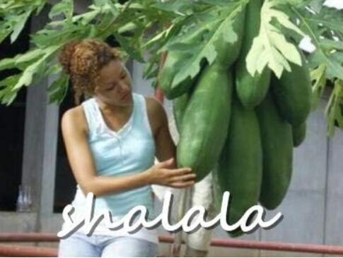 Super Sweet Big Papaya Fruit Seed Non-GMO Potted Seed fruit Tree Seed for Home and Garden