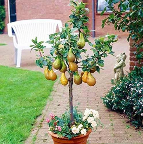 Mini Pear Tree Seeds Super Sweet Fruit, Mixed