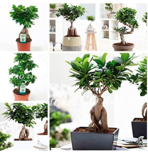 Ficus Lyrata Seeds, Potted Balcony Banyan Tree Leaf