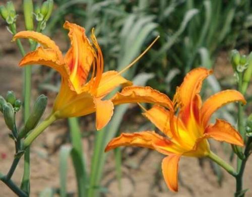 Hemerocallis middendorffii Daylily semillas Perennial Flower Seeds Orange