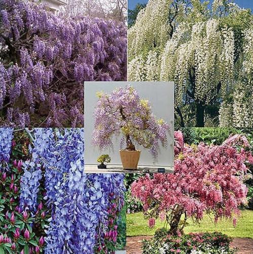 Wisteria Vine 5 Colors and Varieties 100 Seeds