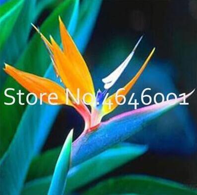 Strelitzia Seed Garden Perennials Flower Bird of Paradise plant Strelitzia