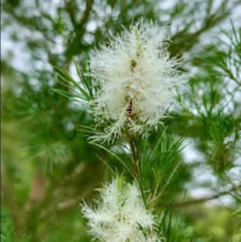 Australian Tea Tree Seeds Melaleuca Alternifolia