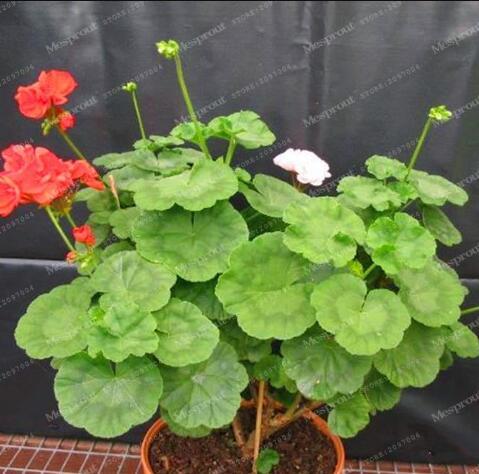 Rare Geranium Seed Variegated Geranium Potted Winter Garden Flower