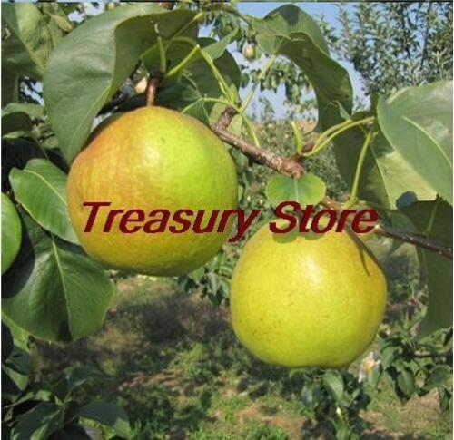 Four Seasons pear tree Seeds rare Seed health fruits pear