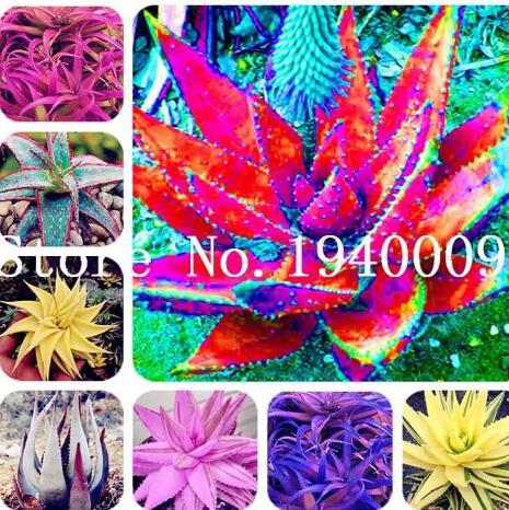 Rare Color Aloe Plant Seed Succulent Cactus Plant, Mixed