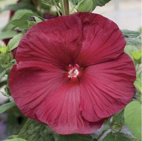 Hibiscus Flower Hardy Seeds, Dark Red Flowers