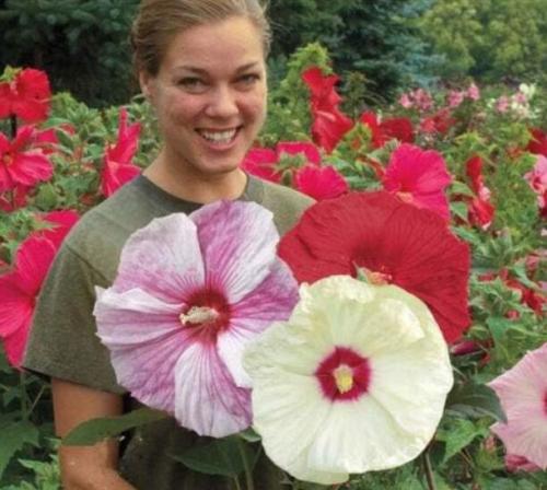 Rose Mallow Giant Hibiscus Flower Hardy, Mix Colors