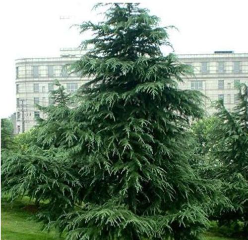 Evergreen Forest Woody Perennial Cedar Potted Plants Seeds