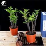 Red Sandalwood Tree Seeds