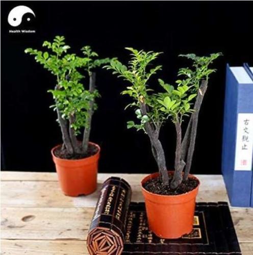 Red Sandalwood Tree Seeds