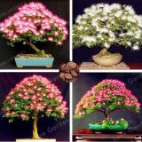 Albizia Flower Seeds, Mixed