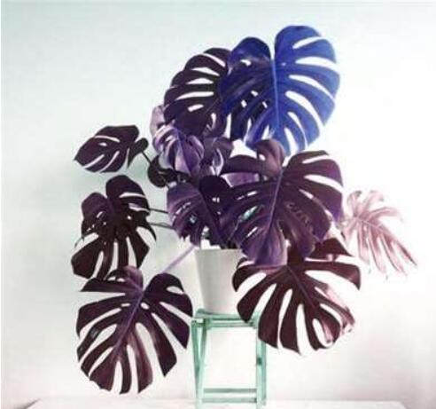 Palm Turtle Leaves Monstera Seed Outdoor Potted Plant, Blue and Purple Leaves