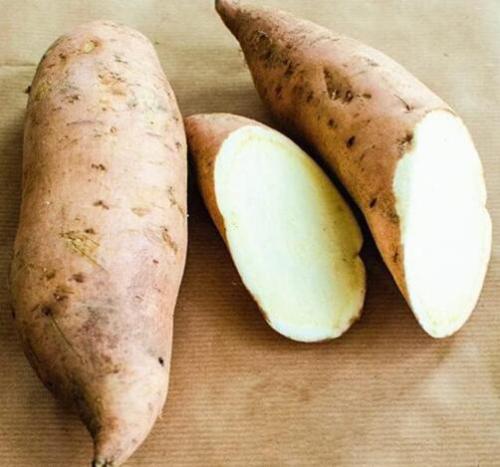 Sweet Potato Seed Delicious Purple Sweet Potato