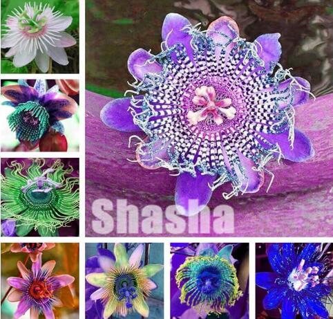 Exotic Passion Flower Seeds, Mixed