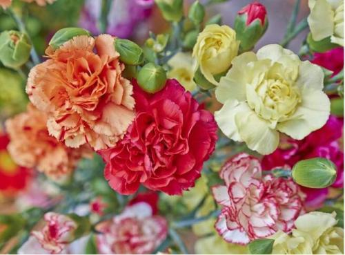 Carnation Szabo Variety Mix Clove Pink Seeds