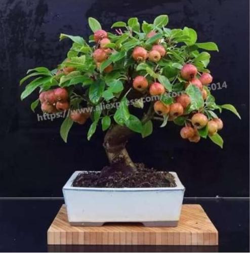 Apple Tree Plants Rare Fruit Seeds, Indoor Bonsai