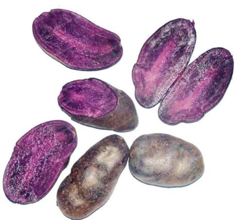 Potato Seed Rare China High-nutrition Purple Potato Seeds