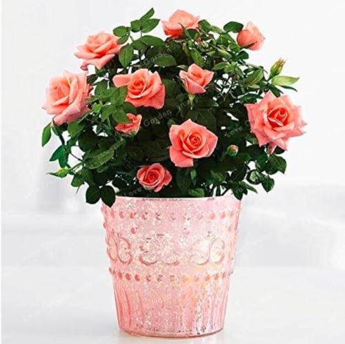 Mini Rose Seeds, Pinkish Orange Flowers
